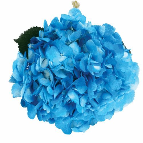 Blue flowers delivered Hochiminh city