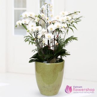 Delivery White phalaenopsis orchid to Vietnam