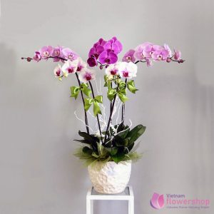 Mini Phalaenopsis Orchid Same Day Delivery
