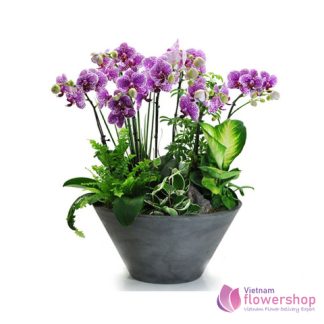 Orchid Plant Free shipping Vietnam