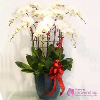 Phalaenopsis orchid delivery to Vietnam