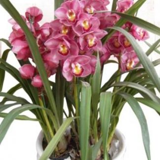 Send Cymbidium Flower To Vietnam