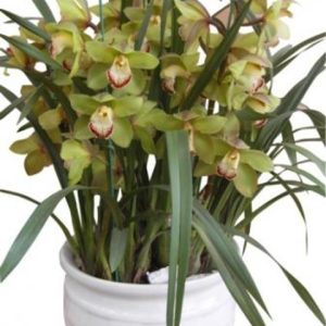 Cymbidium orchid arrangement delivery Vietnam