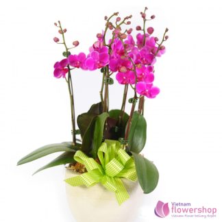 Purple moth orchid plants delivered Vietnam