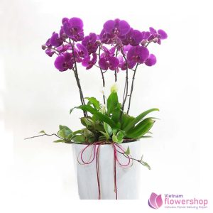 Send phalaenopsis orchid to Viet Nam