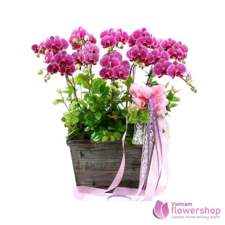 SEND PHALAENOPSIS TO HOCHIMINH CITY VIETNAM