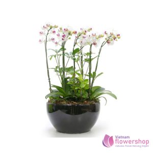 Vietnam Beautiful White Phalaenopsis Orchid