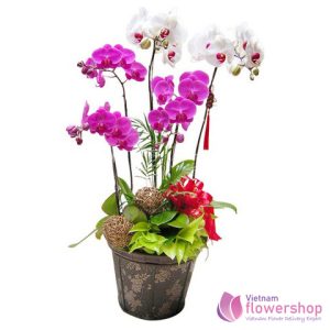 VIETNAM  PHALAENOPSIS ORDER ONLINE
