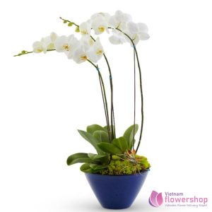 Vietnam Phalaenopsis White Orchid beautiful