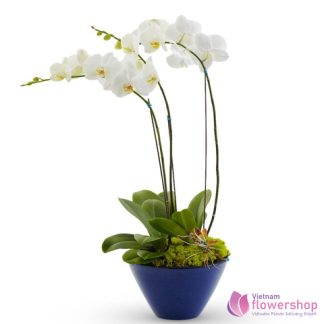 Vietnam Phalaenopsis White Orchid beautiful