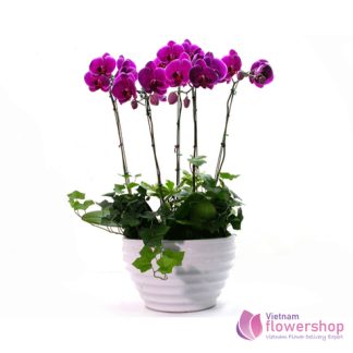 Violet phalaenopsis orchid flower in vietnam flowershop