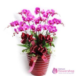 Violet phalaenopsis orchid plant delivery same day VN