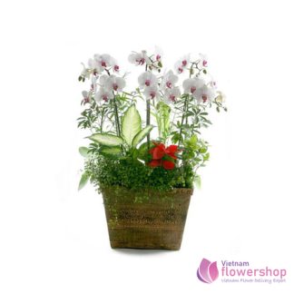 White phalaenopsis orchid flowers in Vietnam