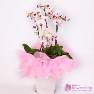 White phalaenopsis orchid Vietnam