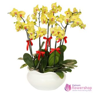 YELLOW PHALAENOPSIS DELIVERY IN VIETNAM